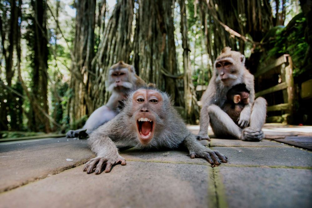 destinasi hutan monyet di bali