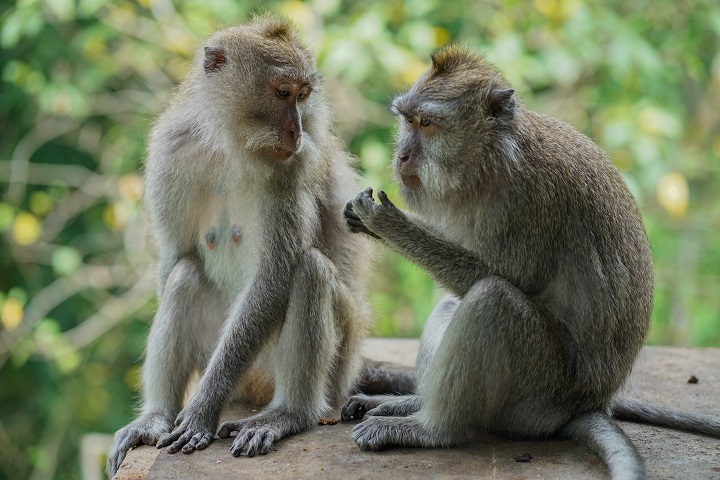 monkey forest ubud Bali